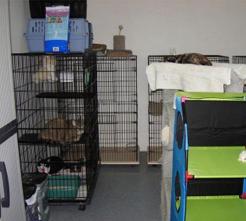 Cat Image