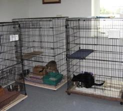 Cat Image
