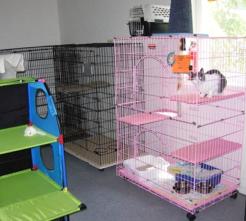 Cat Image