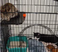 Cat Image