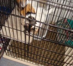 Cat Image