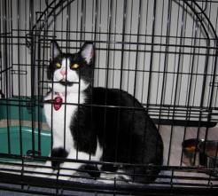 Cat Image